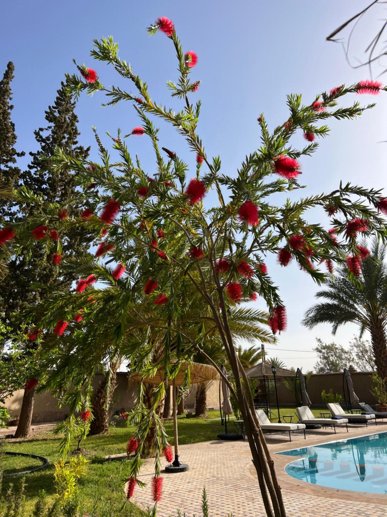 Hotel Kasbah Des Cypres Skoura Esterno foto