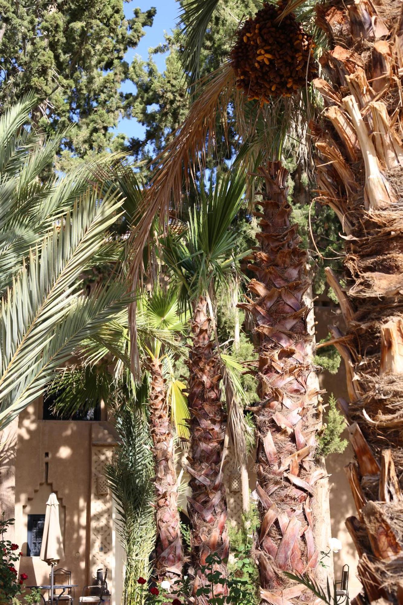 Hotel Kasbah Des Cypres Skoura Esterno foto